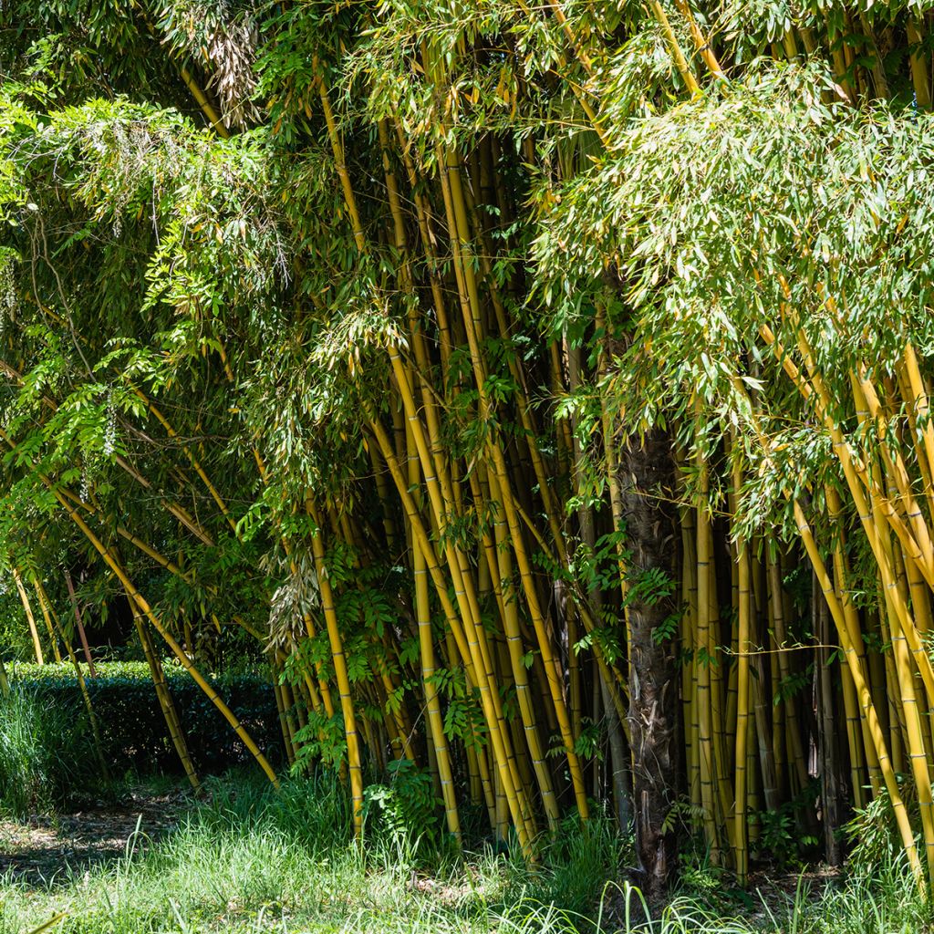 Phyllostachys aureosulcata - Bamboo