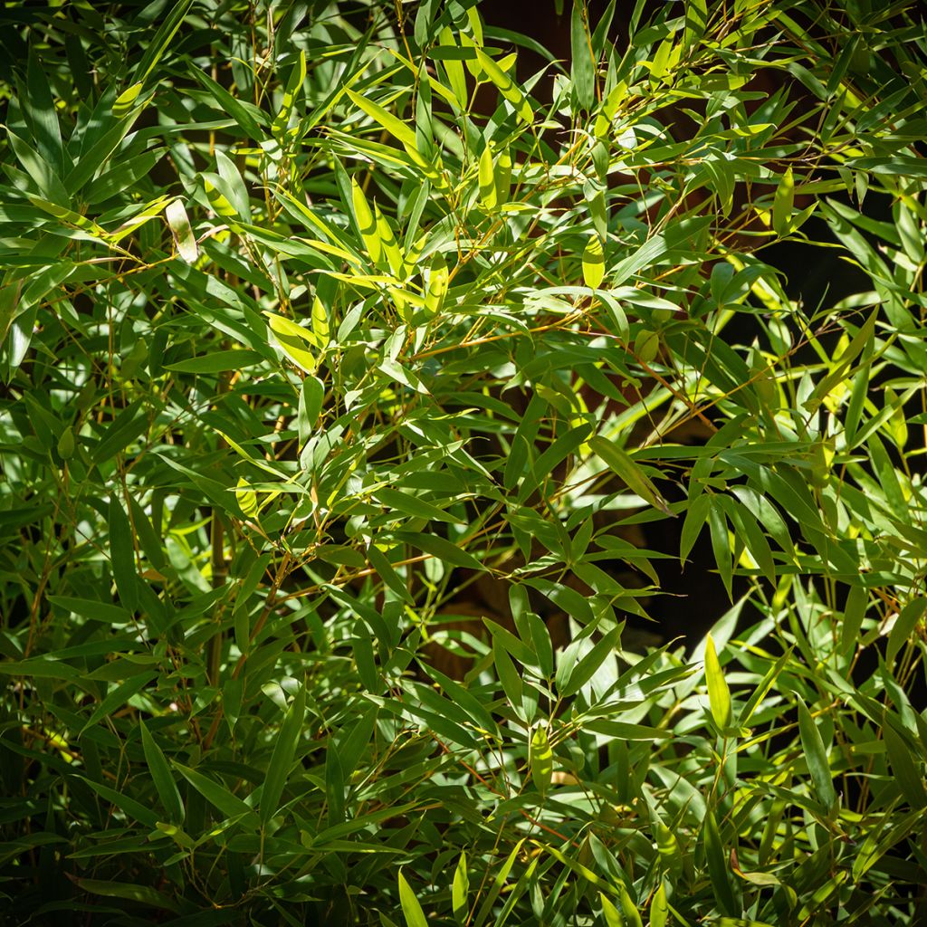 Phyllostachys aureosulcata - Bamboo