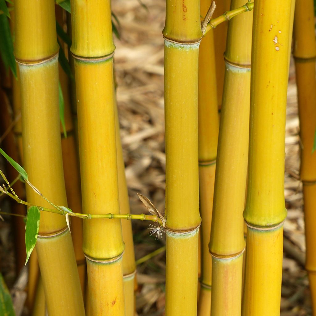 Phyllostachys aureosulcata - Bamboo