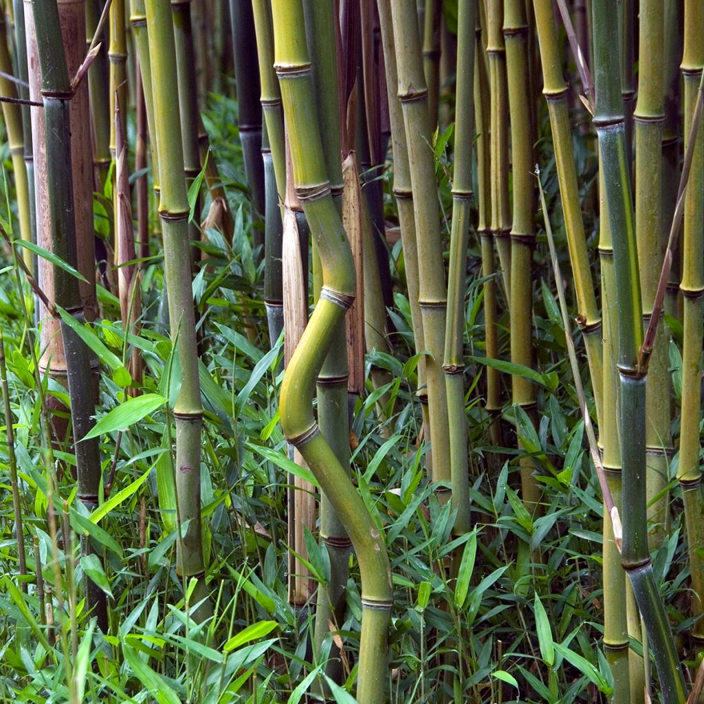 Phyllostachys aureosulcata - Bamboo