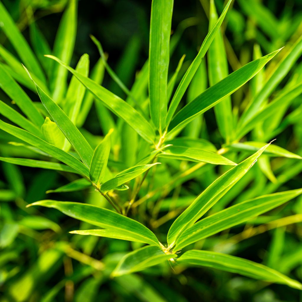 Phyllostachys aureosulcata - Bamboo