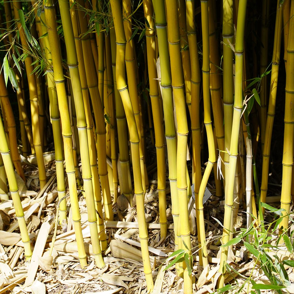 Phyllostachys aureosulcata - Bamboo