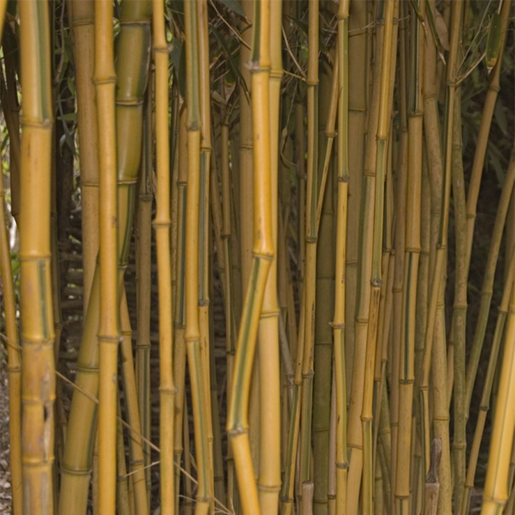 Phyllostachys aureosulcata Spectabilis - Bambou moyen