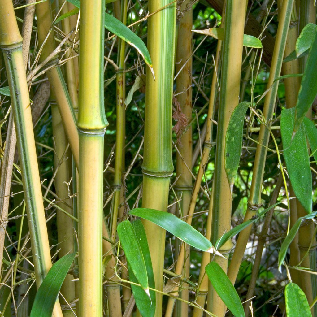 Phyllostachys aureosulcata Spectabilis - Bamboo