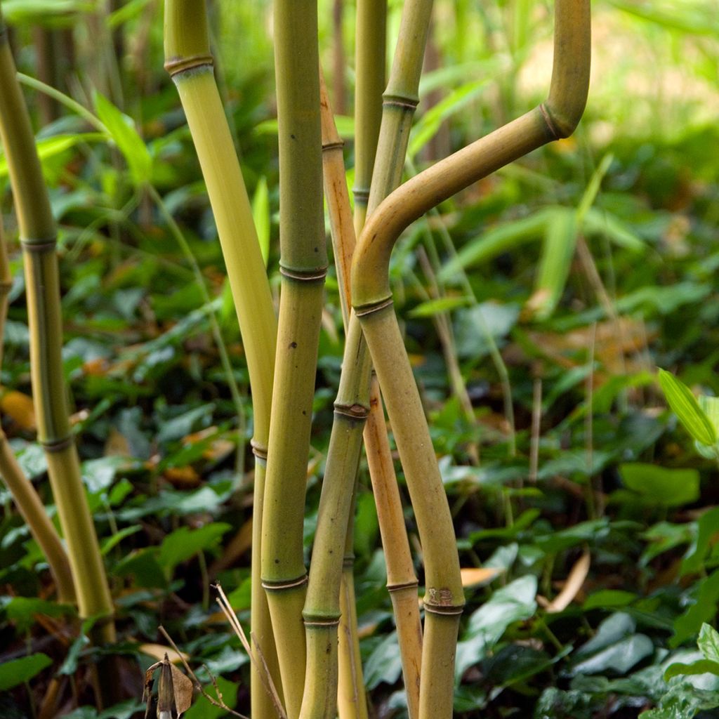 Phyllostachys aureosulcata Spectabilis - Bamboo