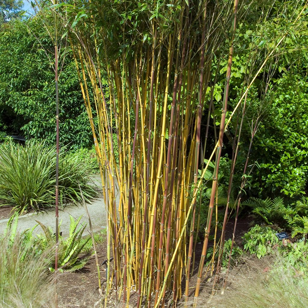 Phyllostachys aureosulcata Spectabilis - Bamboo