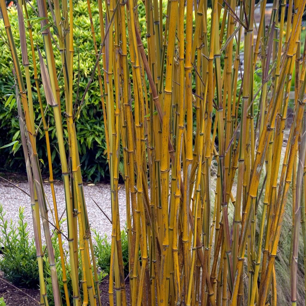 Phyllostachys aureosulcata Spectabilis - Bamboo