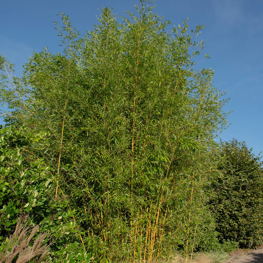 Phyllostachys aureosulcata Spectabilis - Bamboo