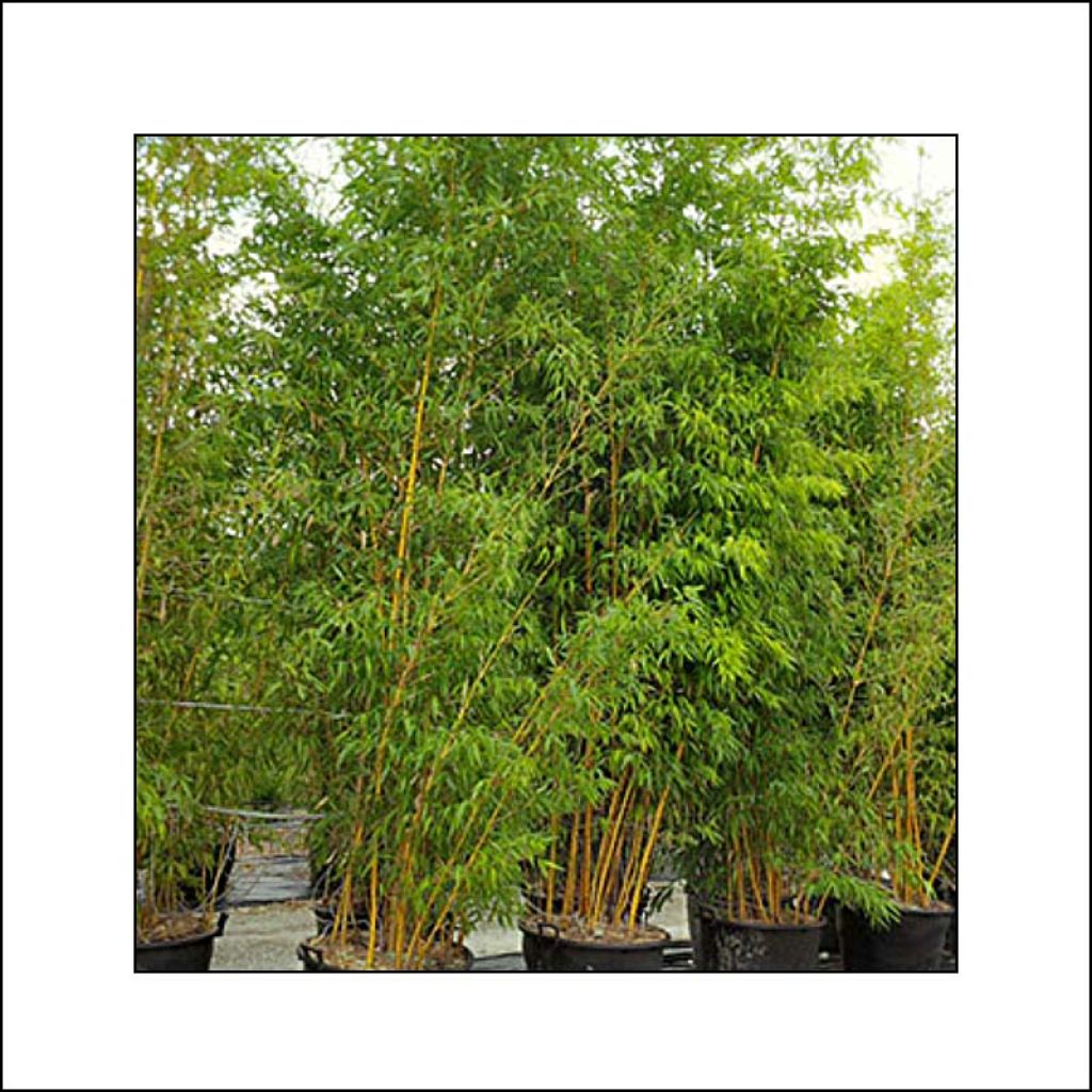 Phyllostachys bambusoides Castillonis - Bambou géant