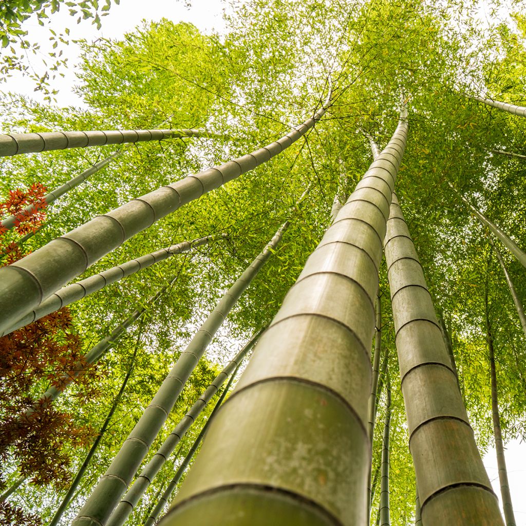 Phyllostachys edulis (= pubescens) - Bambou géant