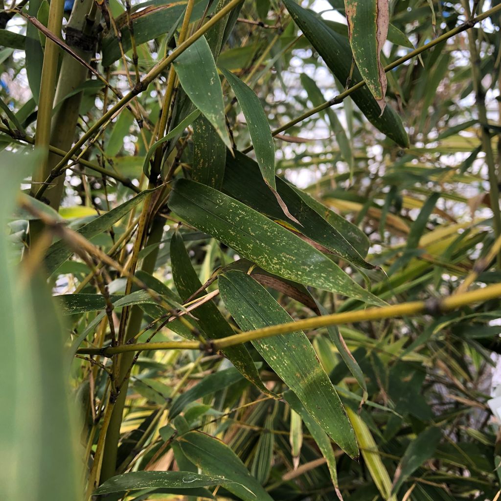 Phyllostachys flexuosa - Bambou moyen