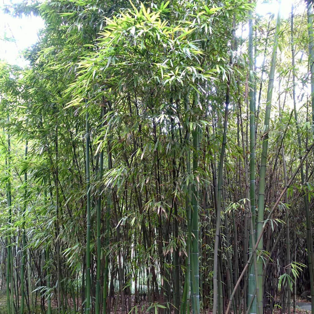 Phyllostachys iridescens - Bambou géant