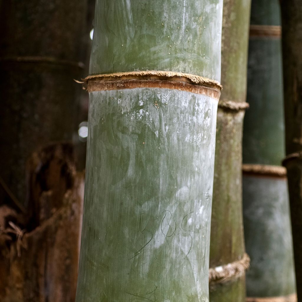 Phyllostachys nigra Henonis - Black Bamboo