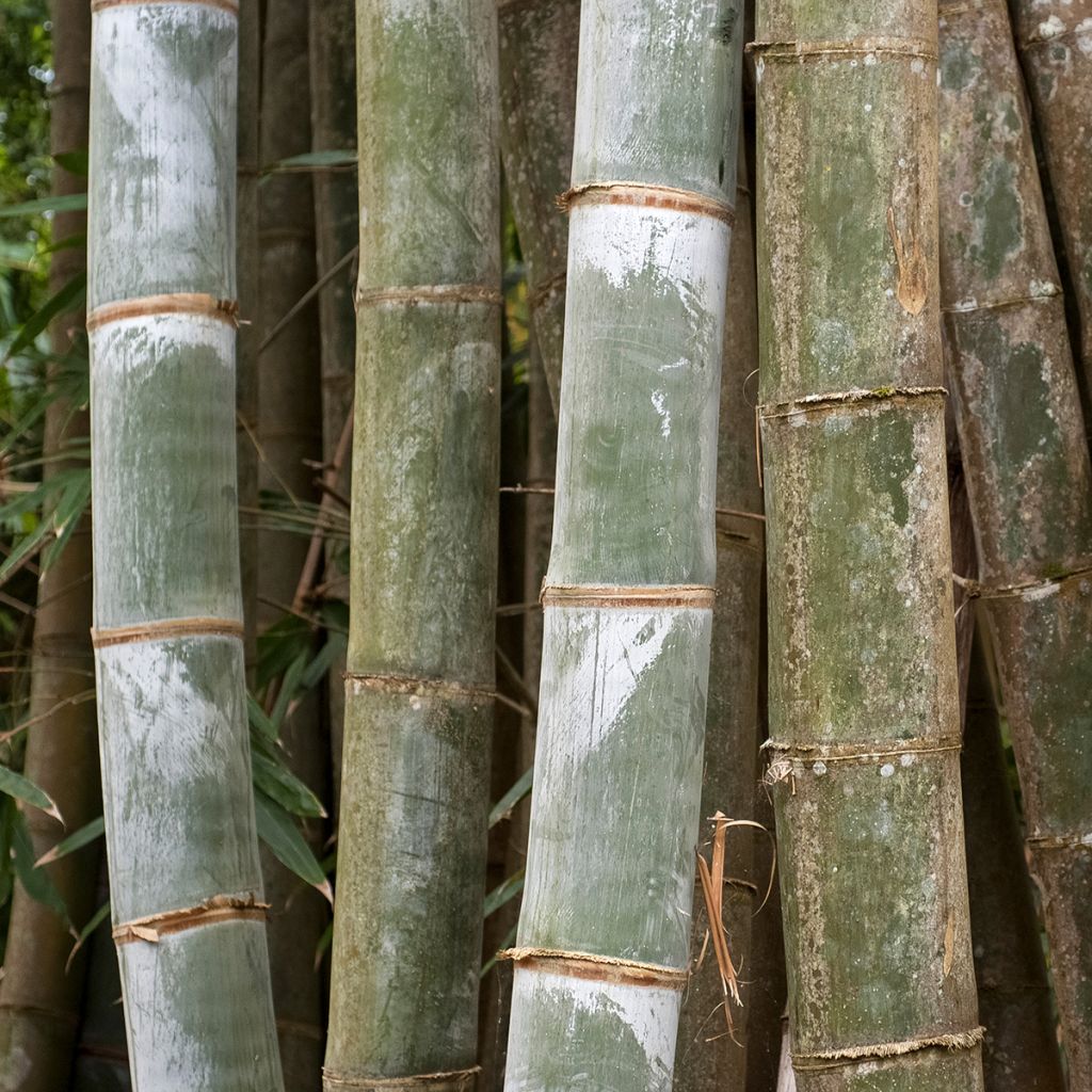 Phyllostachys nigra Henonis - Black Bamboo