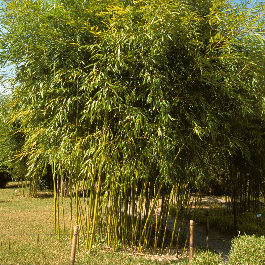 Phyllostachys viridiglaucescens - Green-glaucous Bamboo