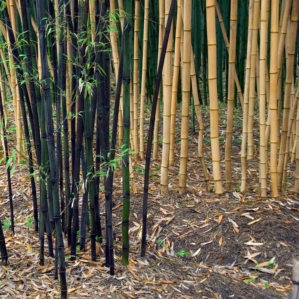 Phyllostachys viridiglaucescens - Green-glaucous Bamboo