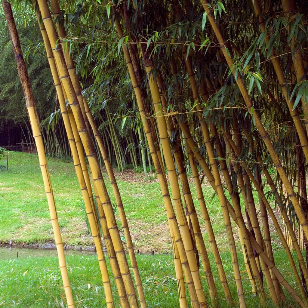 Phyllostachys vivax Aureocaulis - Golden Chinese Timber Bamboo