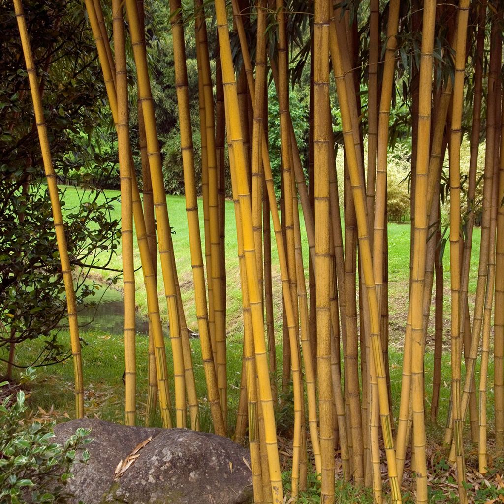 Phyllostachys vivax Aureocaulis - Golden Chinese Timber Bamboo