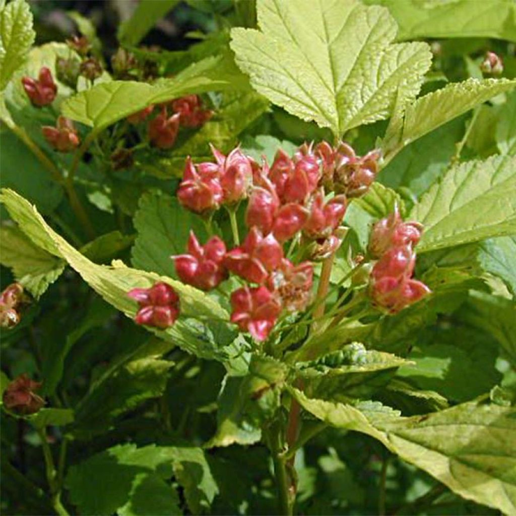 Physocarpus opulifolius Darts Gold - Ninebark