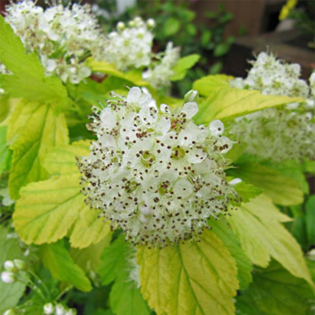 Physocarpus opulifolius Darts Gold - Ninebark