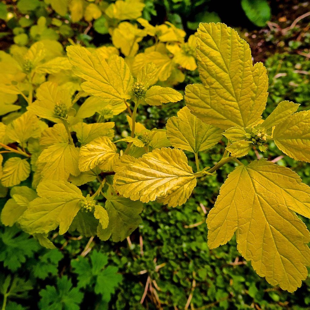 Physocarpus opulifolius Darts Gold - Ninebark