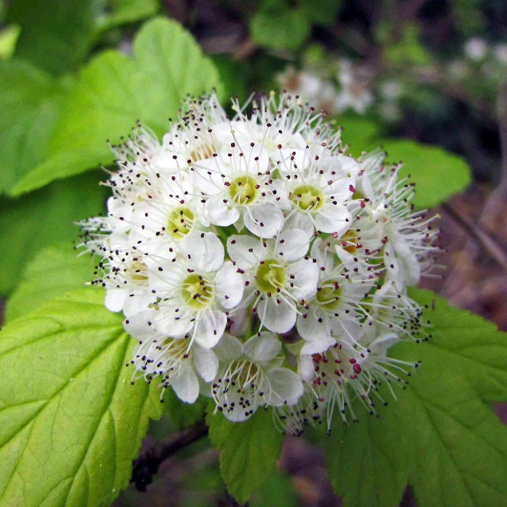 Physocarpus opulifolius - Physocarpe à feuilles d'aubier