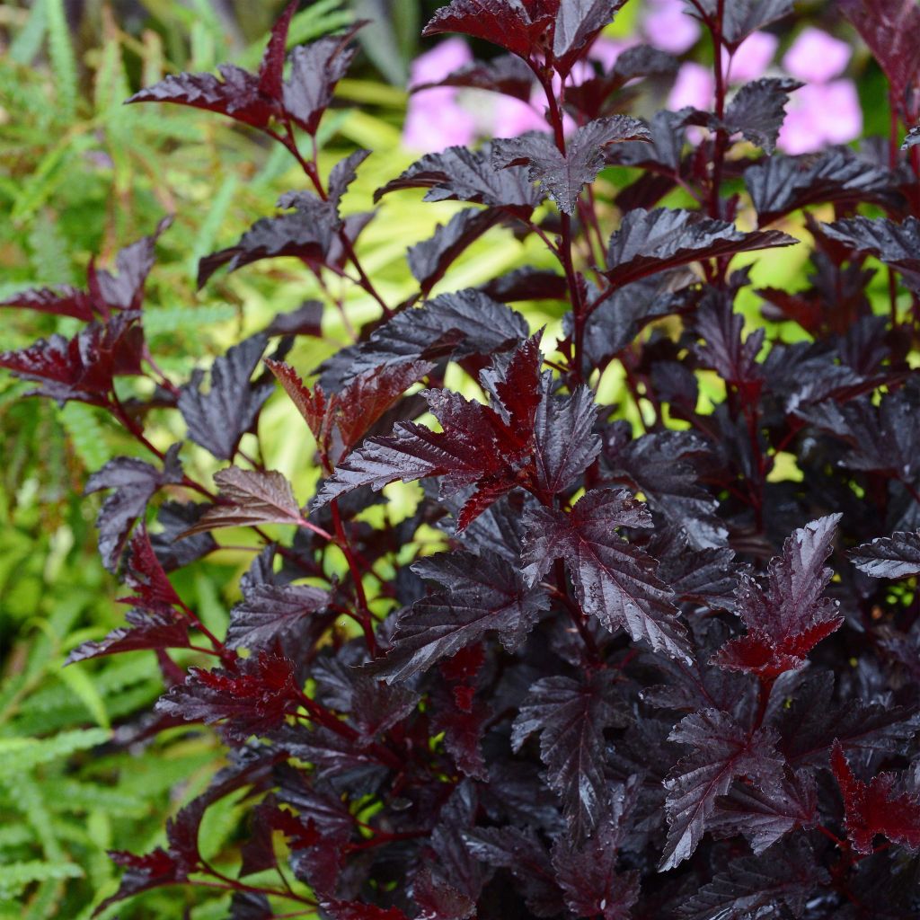 Physocarpus opulifolius All Black - Physocarpe noir.