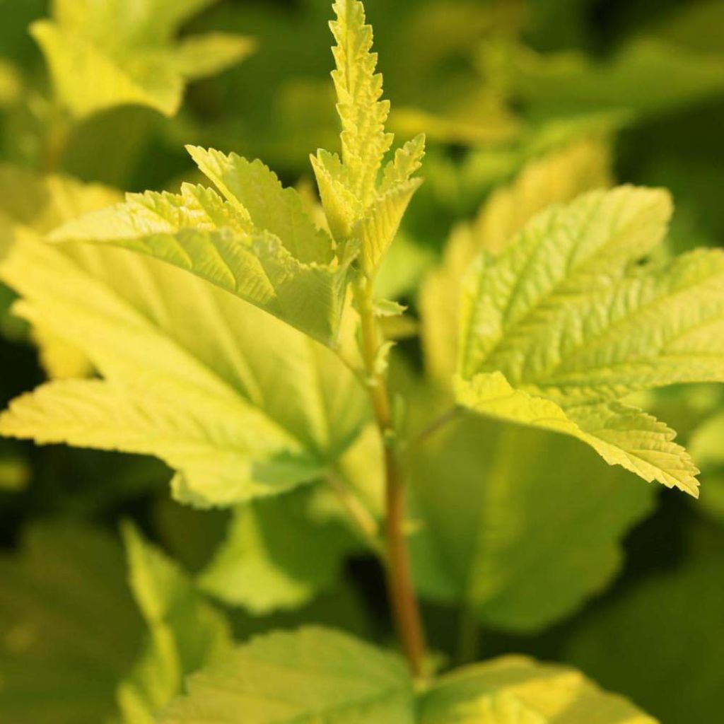 Physocarpus opulifolius Angel Gold (Minange) - Physocarpe à feuilles dorées.