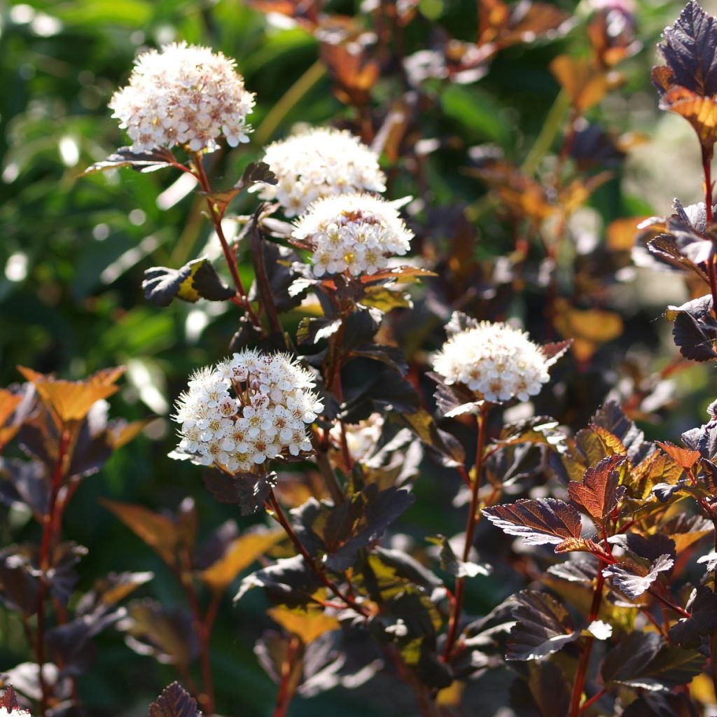 Physocarpe Diabolo- Physocarpus opulifolius Diabolo