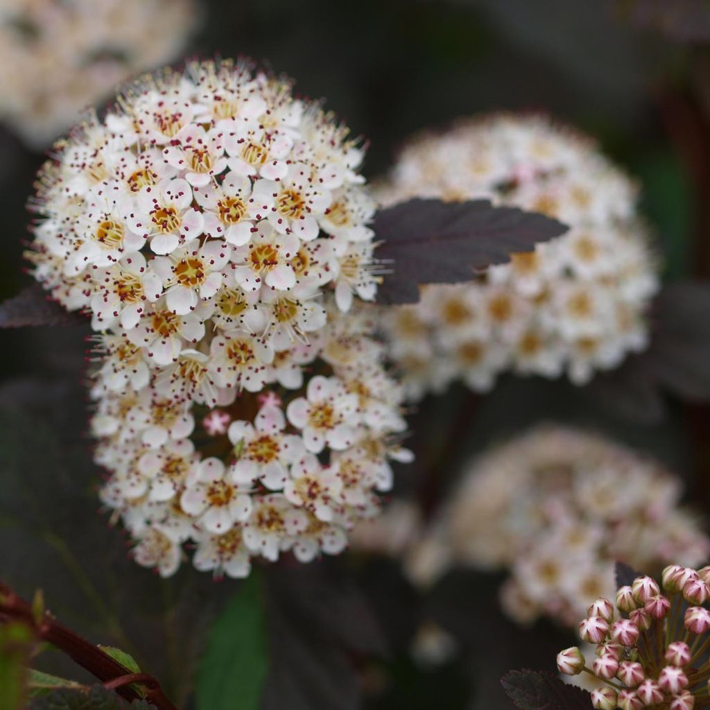 Physocarpe Diabolo- Physocarpus opulifolius Diabolo