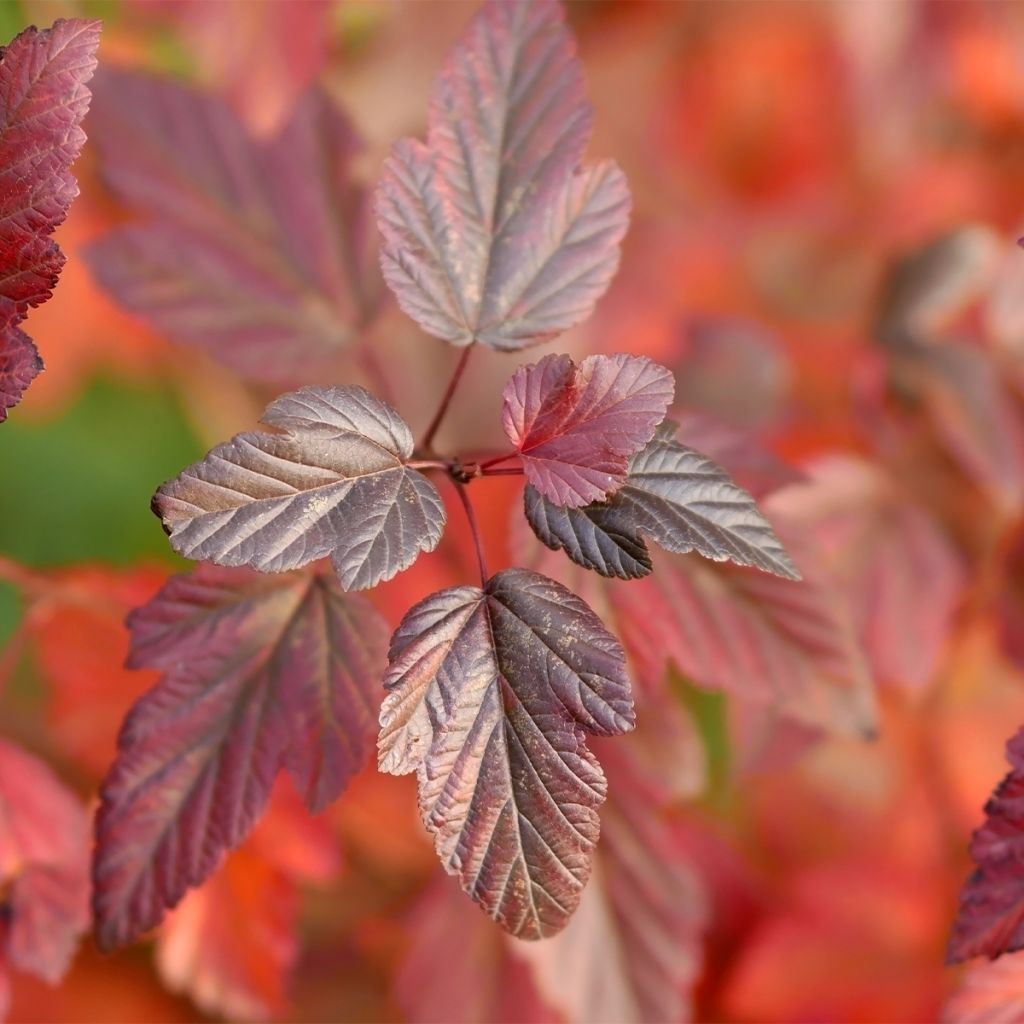 Physocarpe à feuilles d'Obier - Physocarpus opulifolius Little Angel