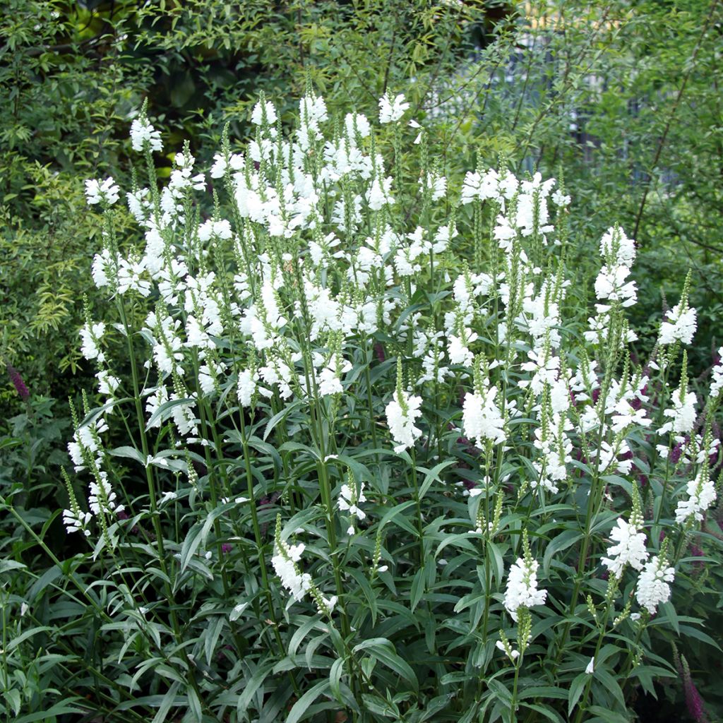 Physostegia virginiana Alba - Cataleptique blanche