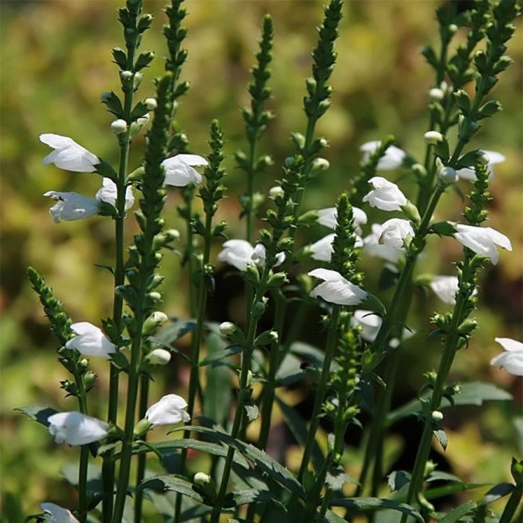 Physostegia virginiana Miss Manners - Cataleptique