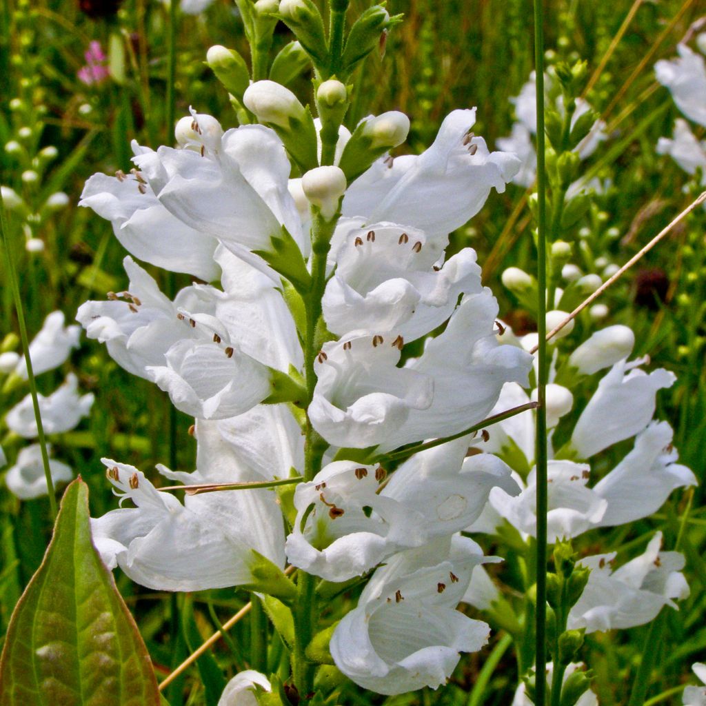 Physostegia virginiana Summer Snow - Cataleptique blanche