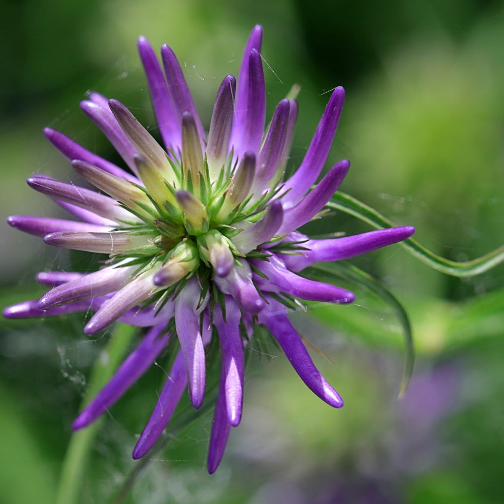 Phyteuma scheuchzeri