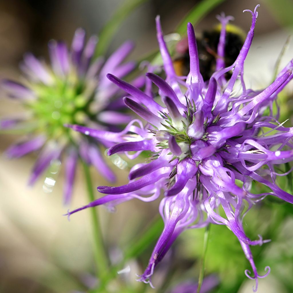 Phyteuma scheuchzeri