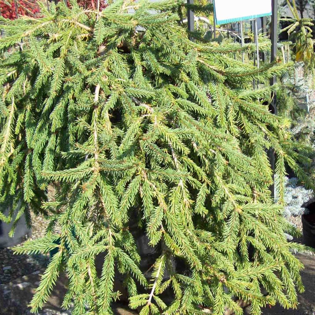 Picea abies Frohburg - Epicea pleureur                           