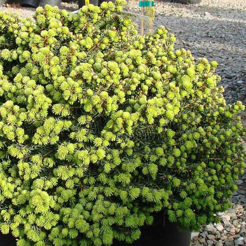 Picea abies Little Gem - Epicea commun nain                          
