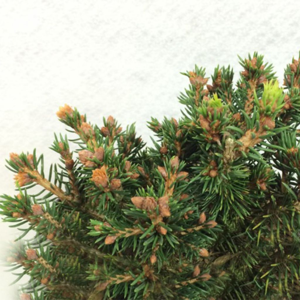 Picea abies Petra - Epicea commun nain                              