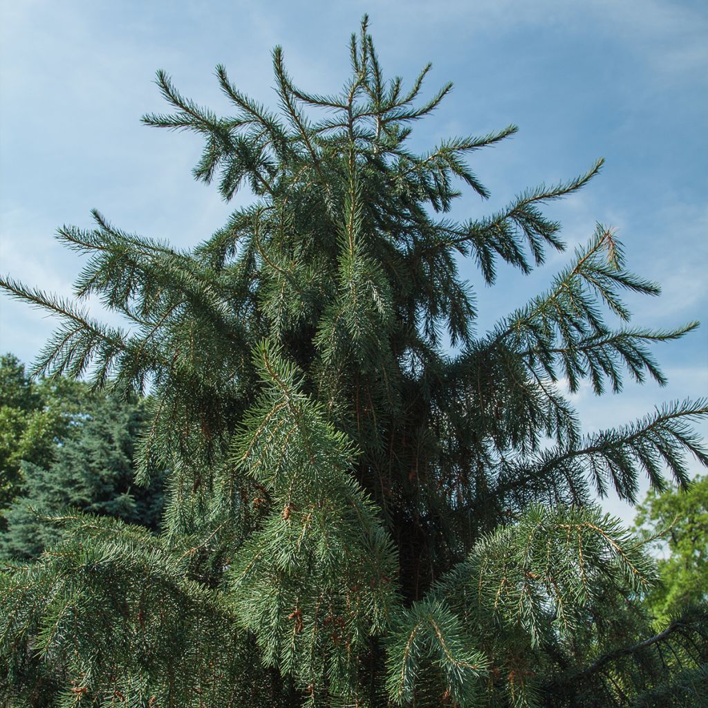 Picea breweriana - Epicéa de Brewer