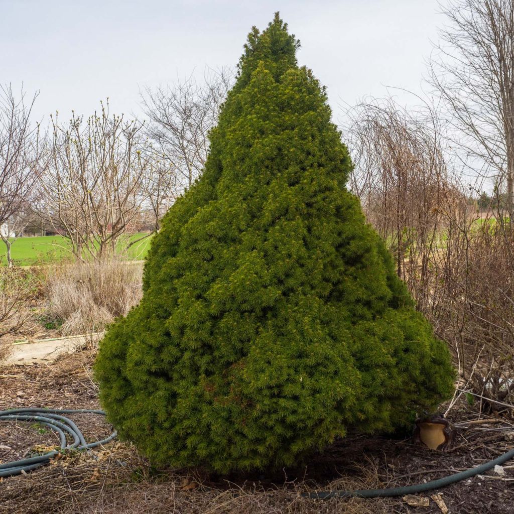 Epinette blanche - Picea glauca Conica