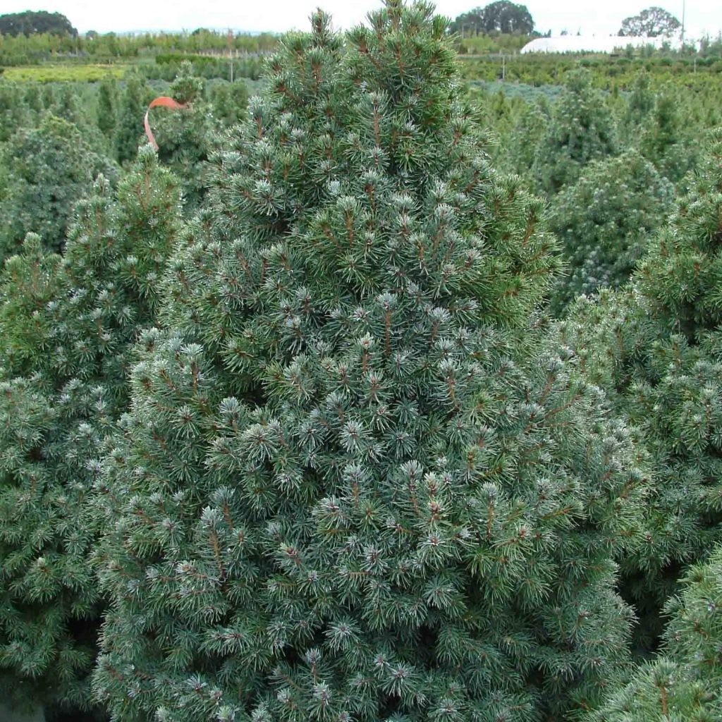 Picea glauca Sander's Blue - Epinette blanche                      