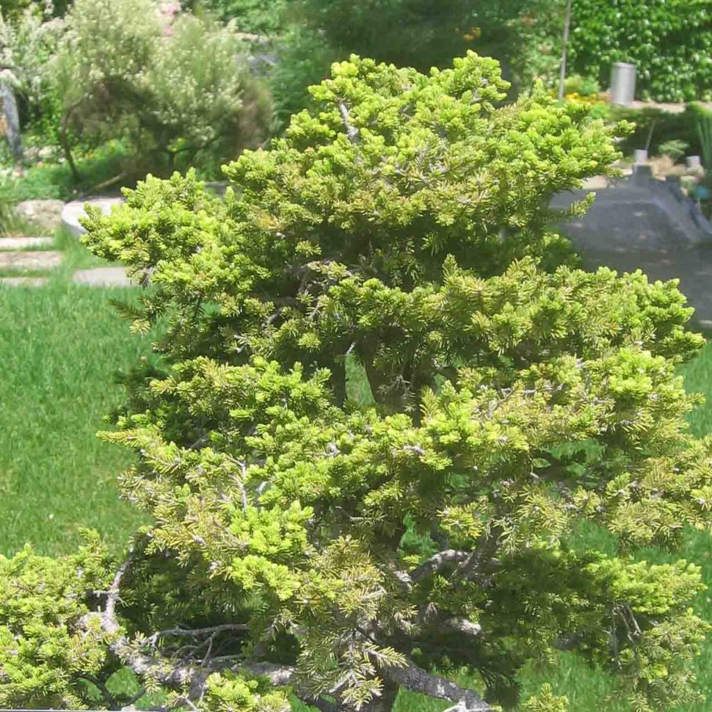 Picea jezoensis subsp. hondoensis