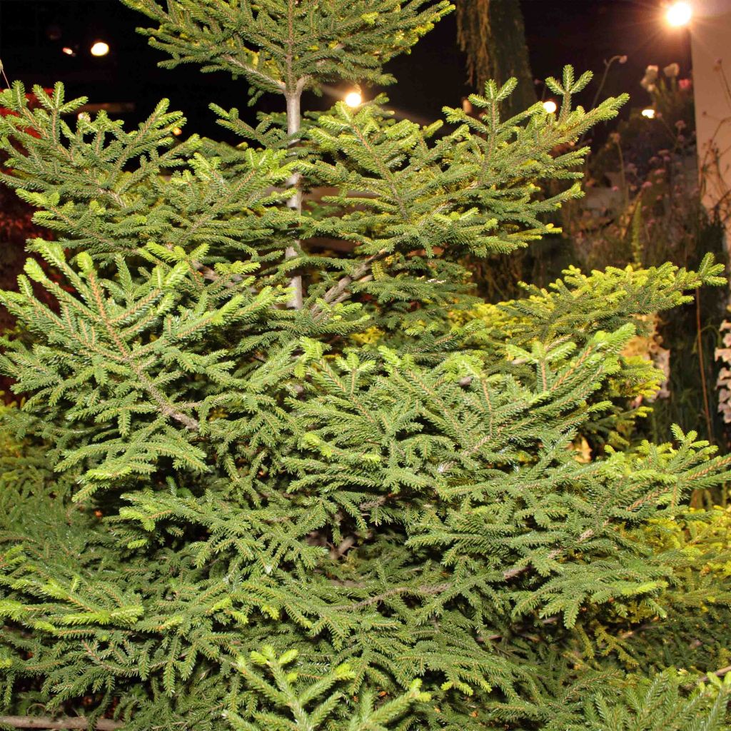Picea orientalis Gracilis - Sapinette d'Orient