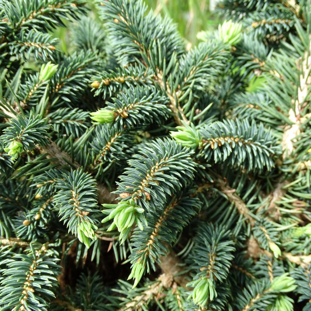 Epicea bleu - Picea pungens Sonia                             