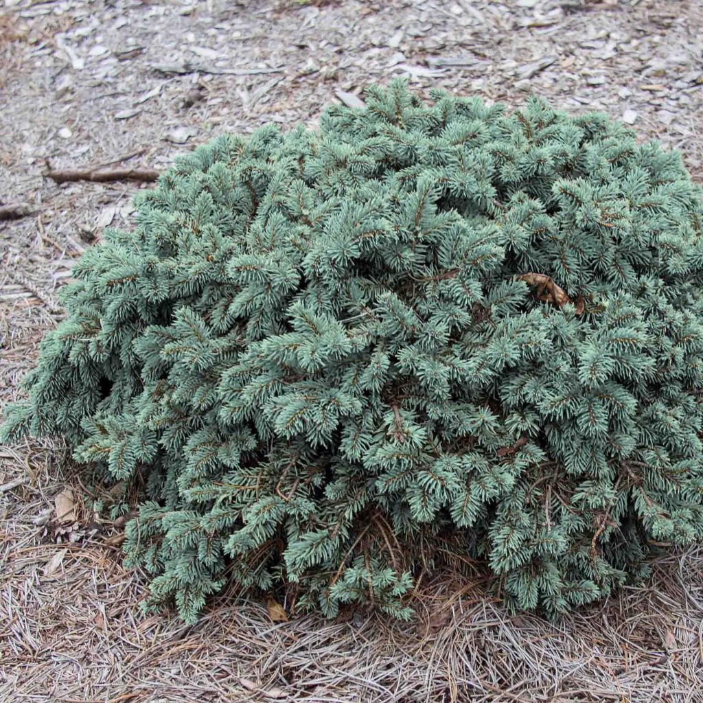 Picea pungens Waldbrunn - Epicea bleu                        