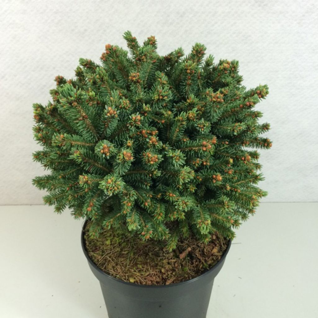 Picea rubens Grandfather Mountain - Epinette rouge