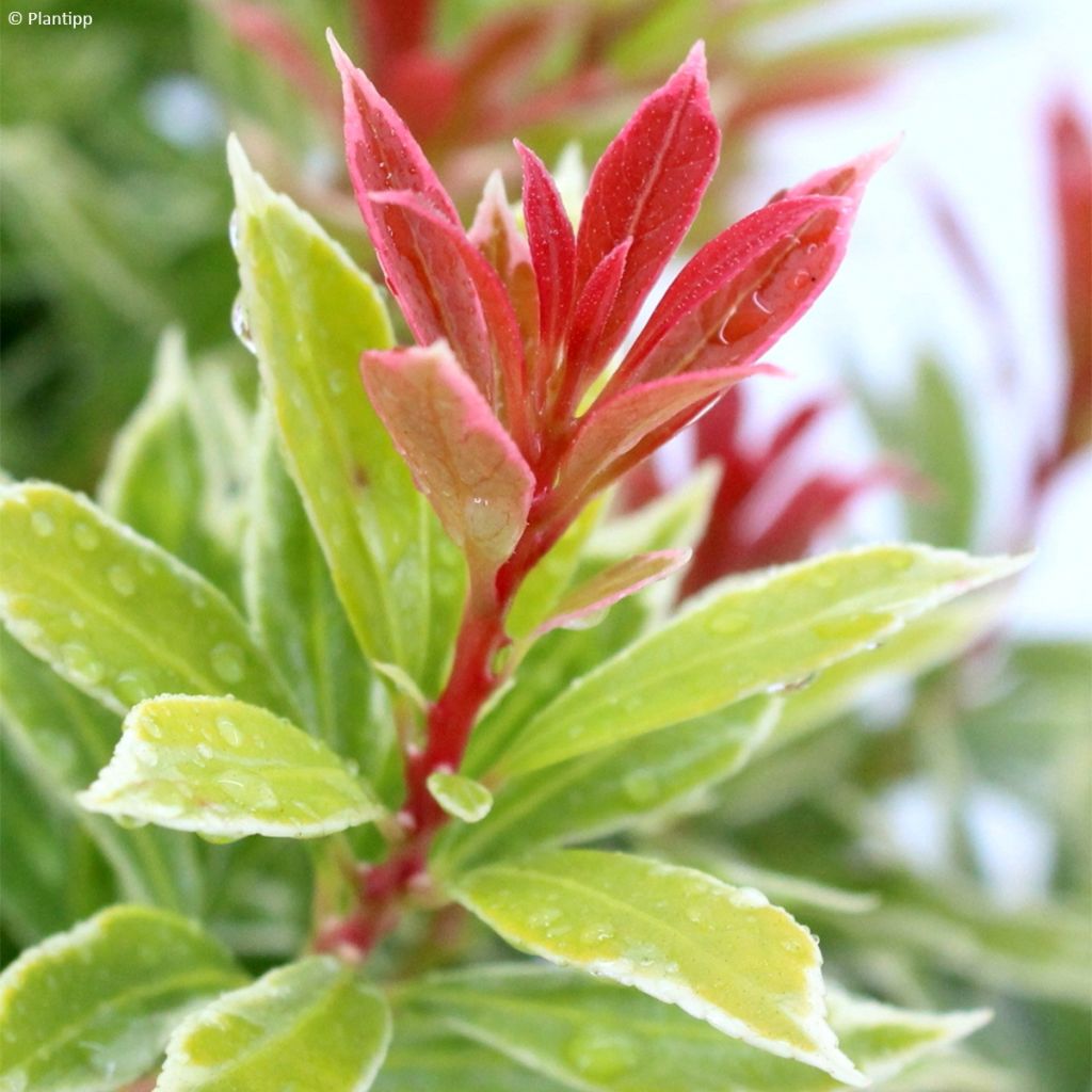 Andromède du Japon - Pieris japonica Little Goldy®