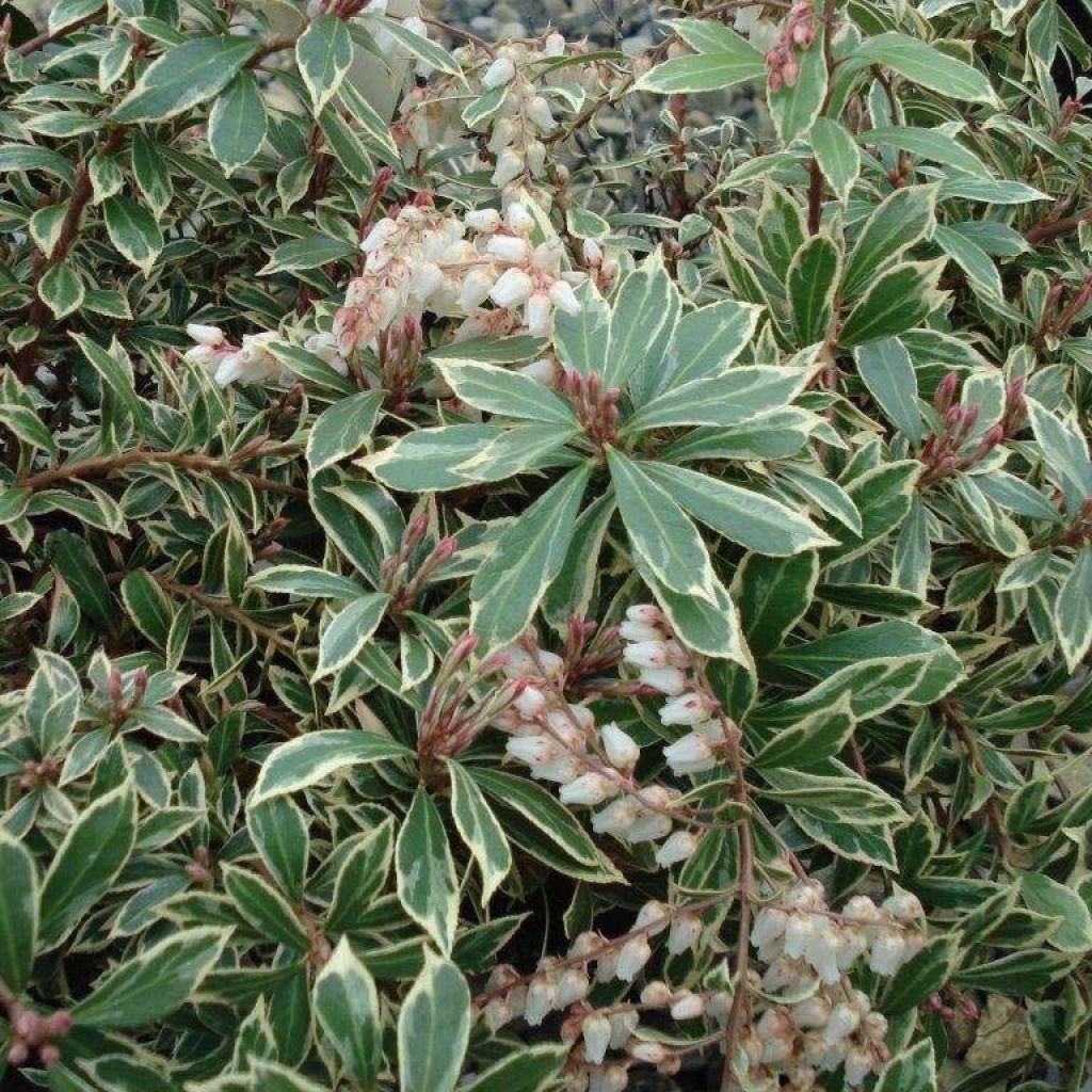 Pieris japonica Little Heath Variegata