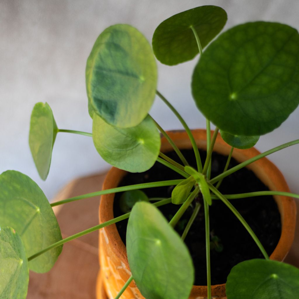 Chinese money plant - Pilea peperomioides